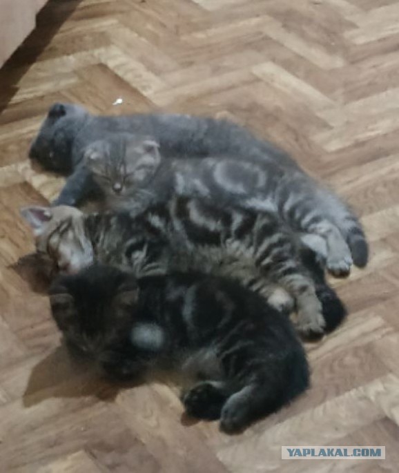 Картинки с котами и про котов