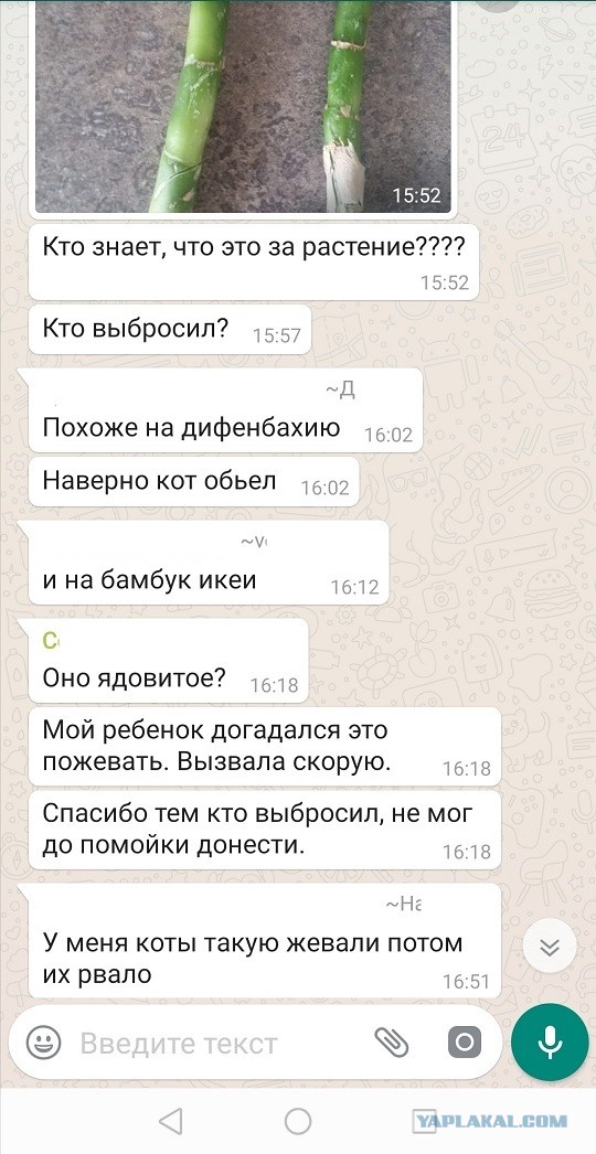 Коллекция переписок в родительских чатах