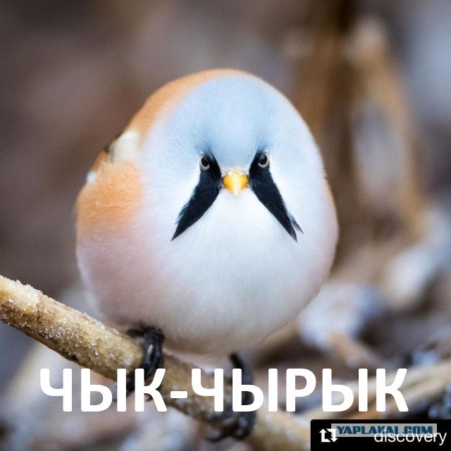 Около 30 животных, которых природа слепила из того, что было