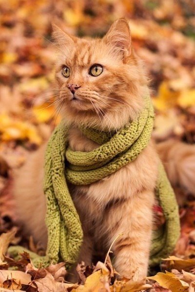 Забавные фото котеек