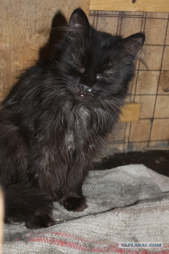 Жизнь домашнего приюта "Котоленд" 269