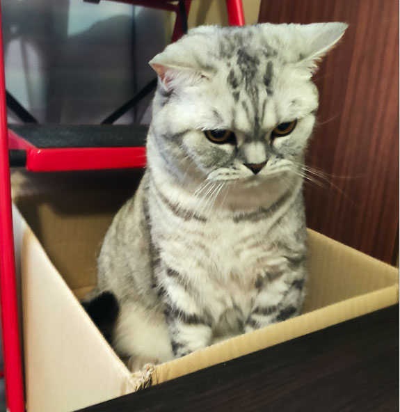 Домик для котейки