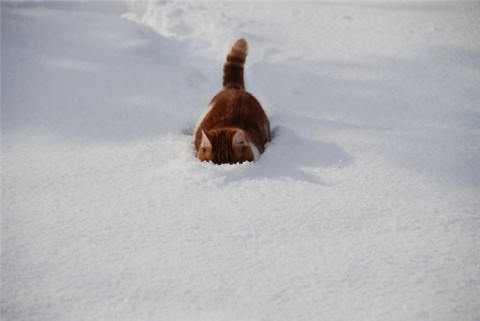 Кошка и сугроб!