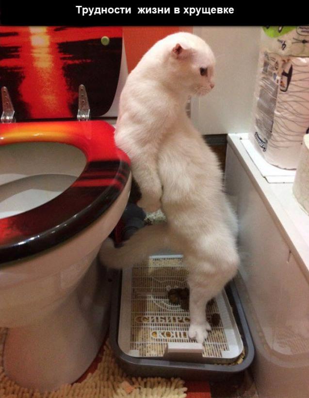 Кот, член семьи или кот тролль?