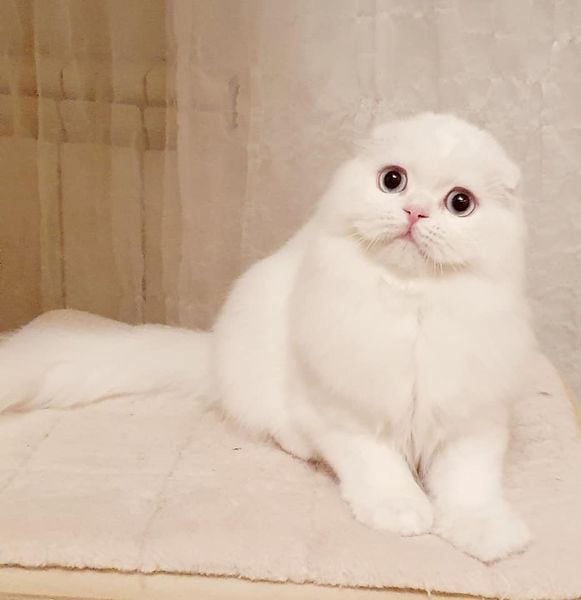 Котоферма