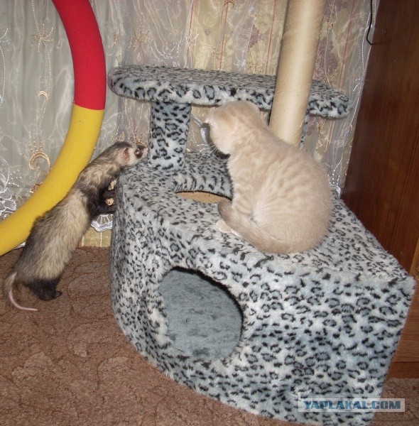 Котовторник 26.03.2013