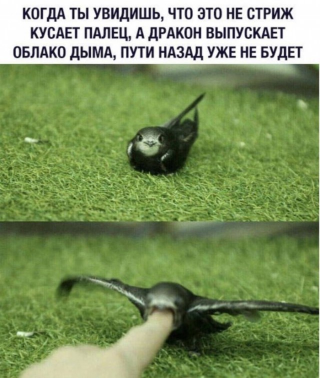 Картинки и мемы, всяко разно - 175