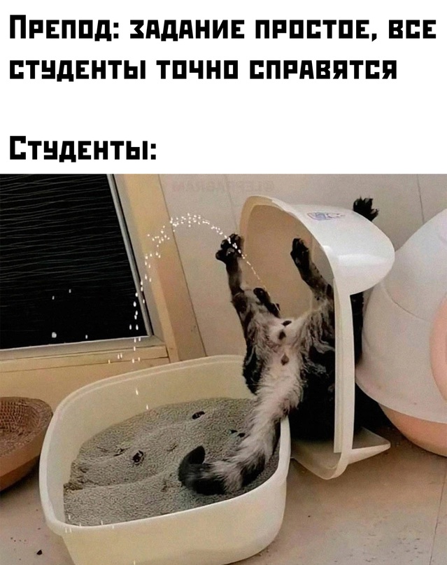 Весёлый полтишок 11.08.23
