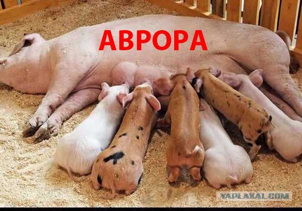Доработка Авроры будет стоить 300 миллиардов рублей