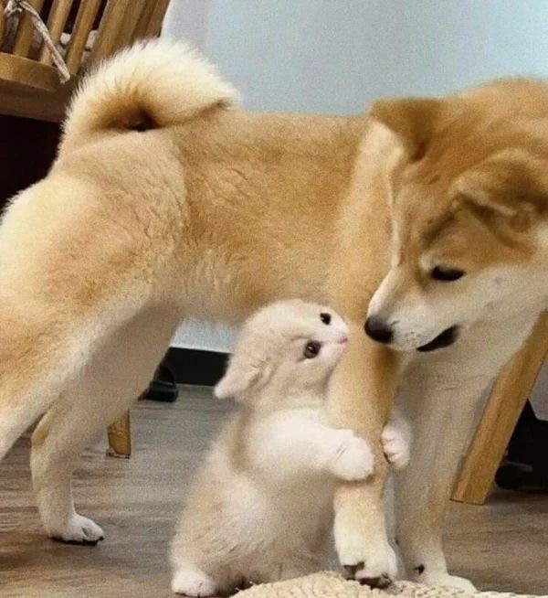 Котовторник в картинках