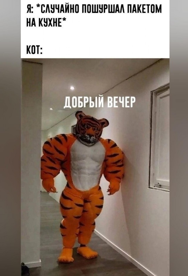 К котовторнику: подборка картинок-баянов с котиками и про котиков. Выпуск 9