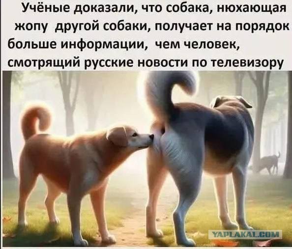 Картинки для деградации 166 (разной степени свежести)