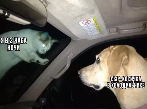 К котовторнику: подборка картинок-баянов с котиками и про котиков. Выпуск 33..