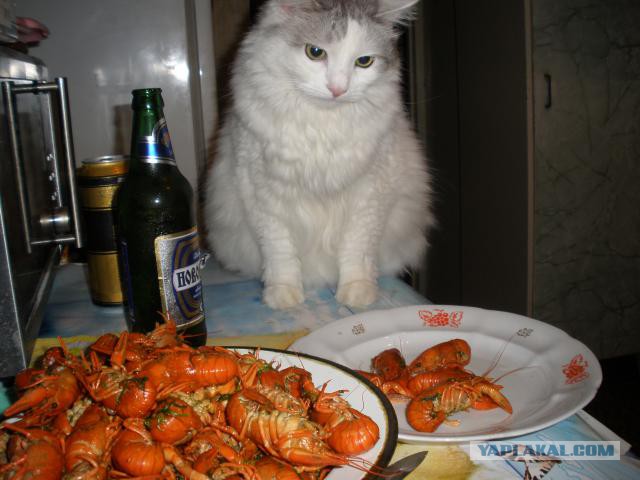 Котовторник 18.03.2014