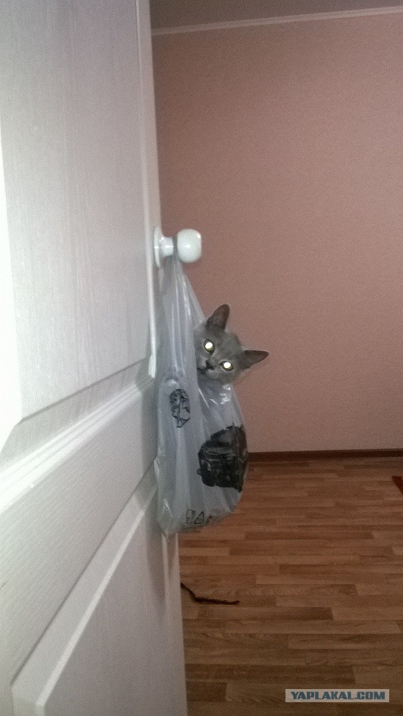 Котовторник 24.06.2014