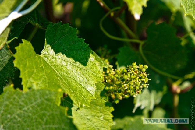 Шампанское. От винограда до пены