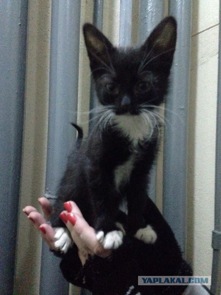 Котовторник 28.10.2014