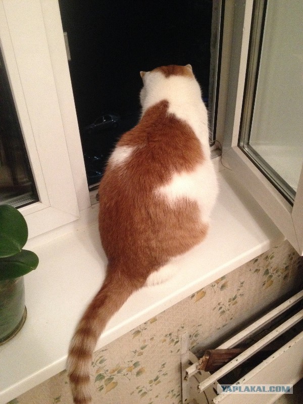 Котовторник 11.11.2014