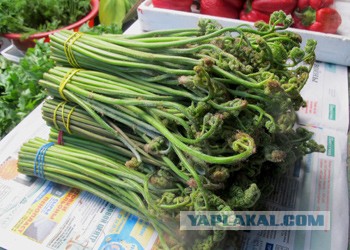 Готовим на костре или лесная кулинария