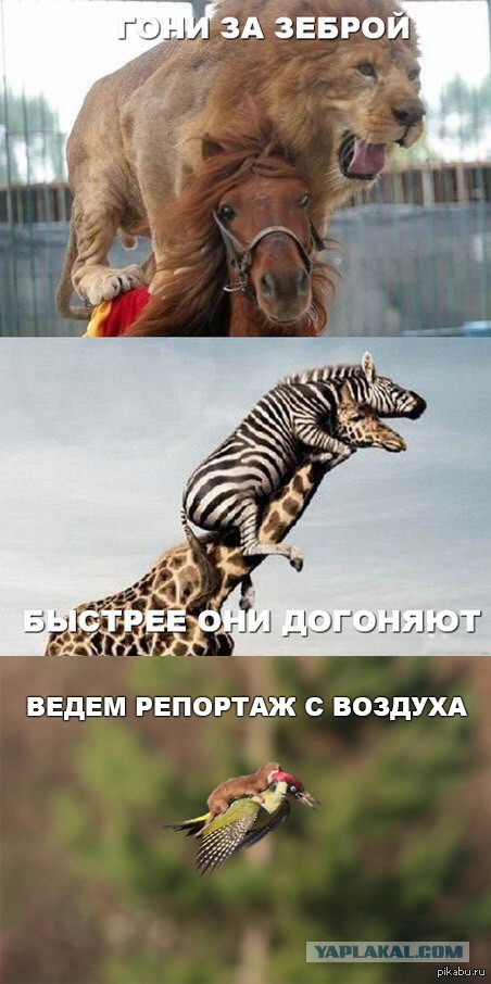 Носорог достал жеребенка зебры из грязи