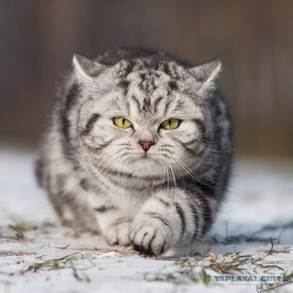 Котовторник
