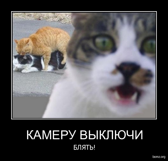 Спалили котов