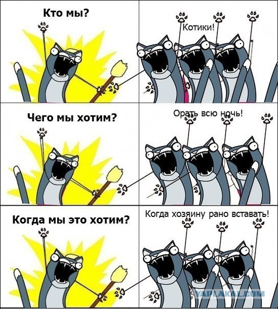 О том, как я изменил свое мнение о коте