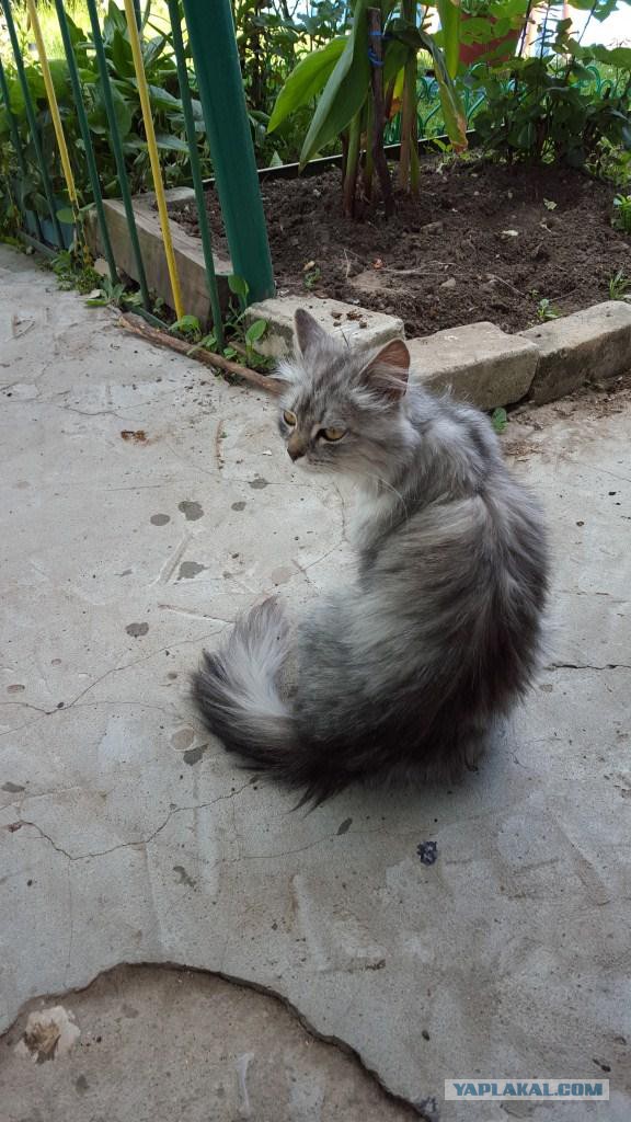 Котовторник 16.06.2015., Котовторник наступил!