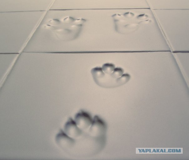 Хоть и не котовторник