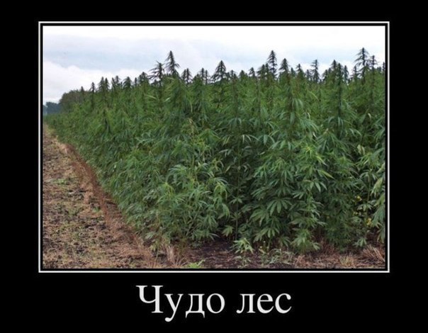 Наркоманский юмор