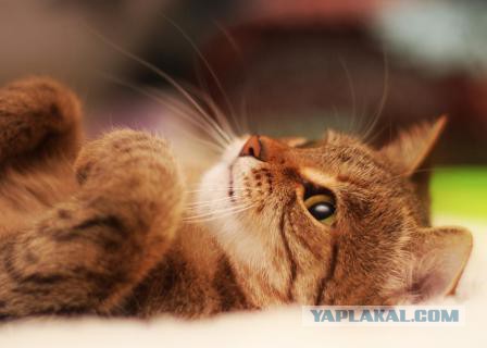 Котовторник