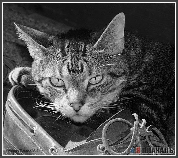 Коты, кошки, котята