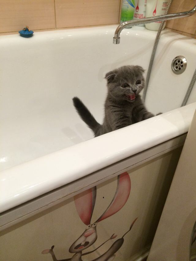 Котооо-о-о-вторник