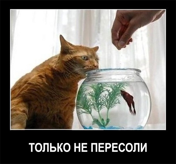 Весёлые картинки