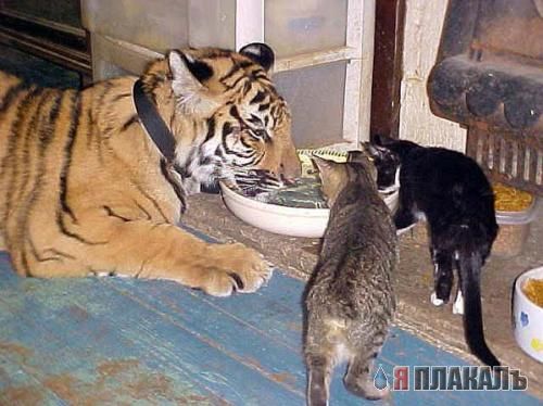 Кошки и Собаки - большая подборка