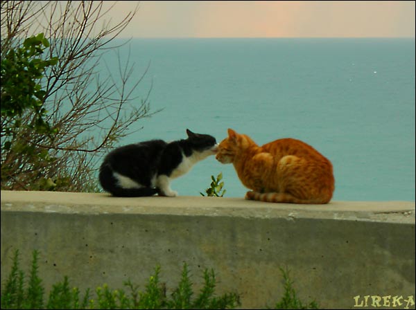 Коты, кошки, котята