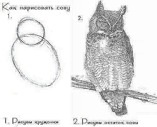 Классификация мотоциклов, учимся различать