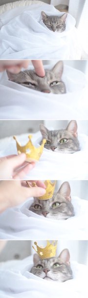 Мохнатые беспредельщики