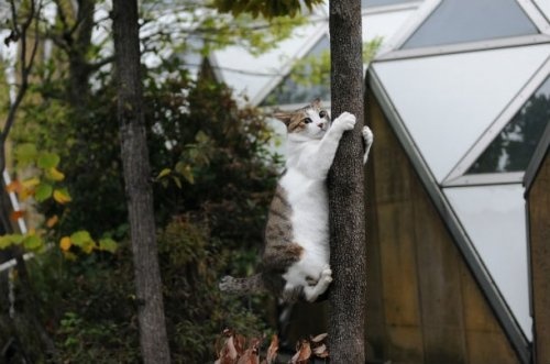 Котовторник - начало