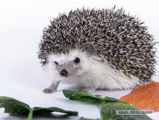 Ага, снова эти картинки и гифки