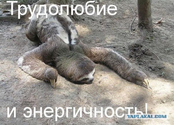 Талисманы, которые мы заслужили: майонез и шмель танцуют в перерыве футбольного матча