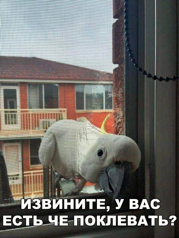 Подборка забавных животных