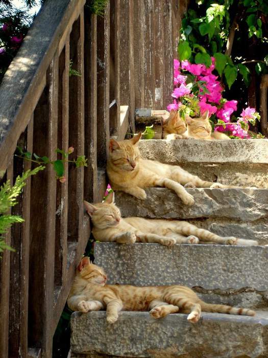 Коты и Кошки