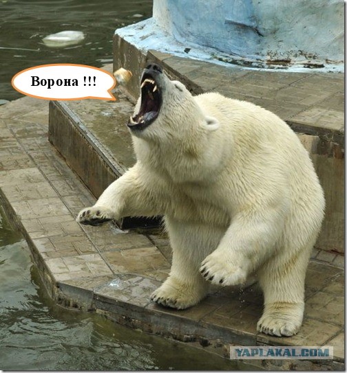 Белый медведь и ворона