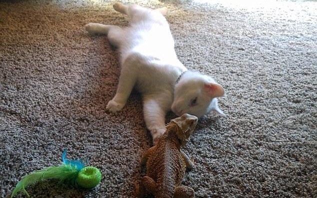 Коты и Кошки
