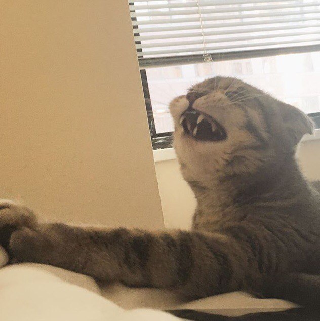Прикольных котов пост