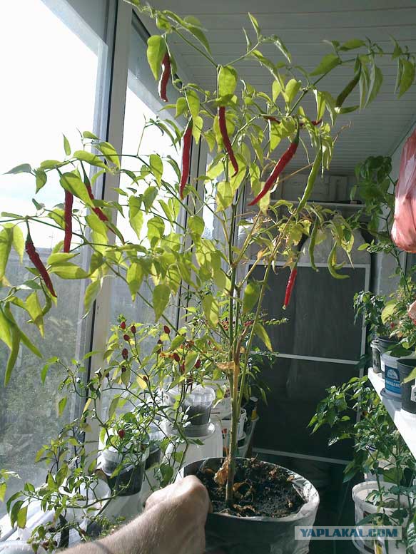 17 растений, которые не каждый рискнет поставить к себе на подоконник