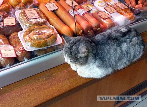 Это кот или кошка? А продавец хороший человек