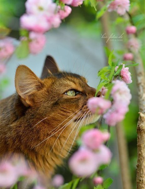 Кот без прикрас