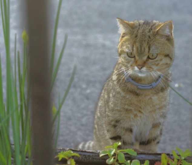 Котовторник  12.06.2018
